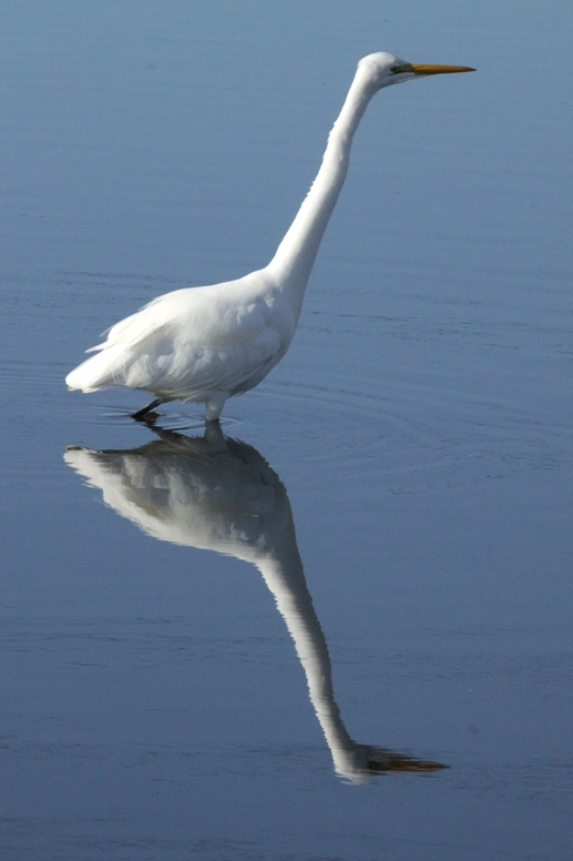 baylands